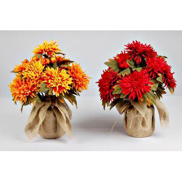  Chrysanthemum (Wrapped by Burl)