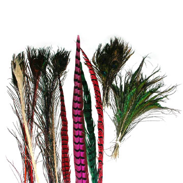  Peacock and Dyed Feathers (Павлин и окрашенные перья)