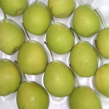  Fresh Shandong Pear (Свежий Шаньдун груша)