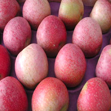  Qin-Guan Apples (Qin Guan-Pommes)