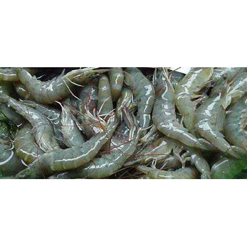  Frozen Shrimps (Crevettes congelées)