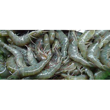  Frozen Shrimps ( Frozen Shrimps)