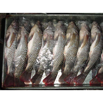  Frozen Tilapia (Tilapia congelé)