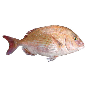  Genuine Porgy (Authentique Porgy)