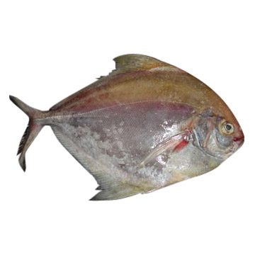 Black Pomfret ( Black Pomfret)