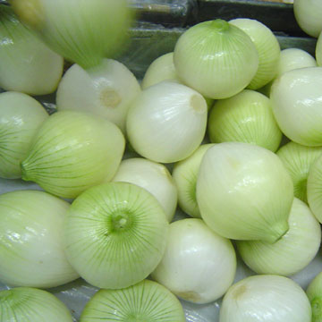  Fresh Onion (L`oignon frais)