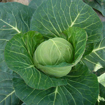 Cabbage(Green) (Choux (vert))