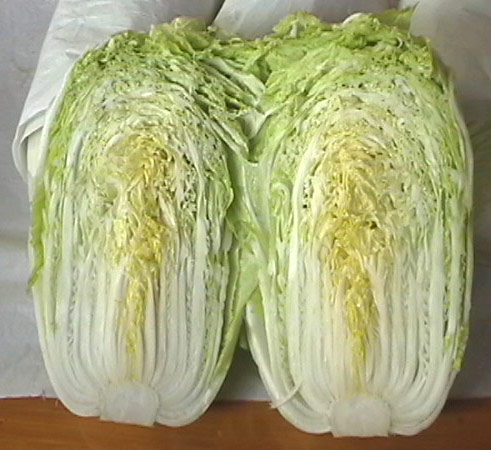  Chinese Cabbage ( Chinese Cabbage)