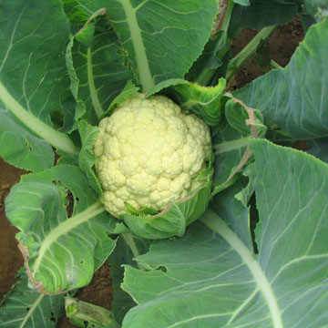  Cauliflower (Цветная капуста)