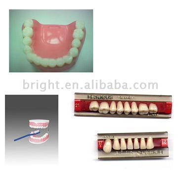 False Teeth (for Education or Medical Using) (False Teeth (pour l`éducation ou l`aide médicale))