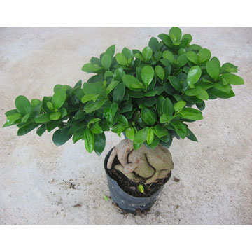  Ficus Ginseng (Фикус женьшеня)