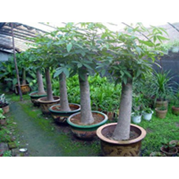  Pachira Aquatica ( Pachira Aquatica)