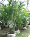  Chrysalidocarpus Lutescens ( Chrysalidocarpus Lutescens)