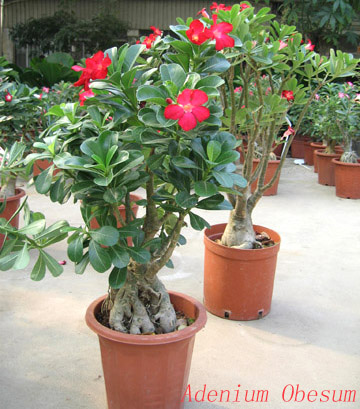  Adenium Obesum (Adenium obesum)