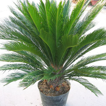  Cycas Revolute ( Cycas Revolute)