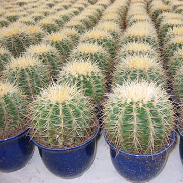  Echinocactus Grusonni ( Echinocactus Grusonni)