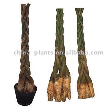  Pachira Macrocarpa (Pachira Macrocarpa)