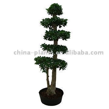 Ficus Microcarpa (Ficus microcarpa)