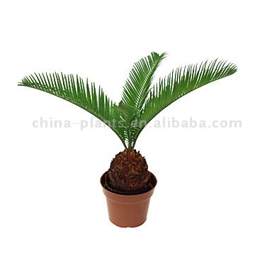  Cycas Revoluta (Cycas revoluta)