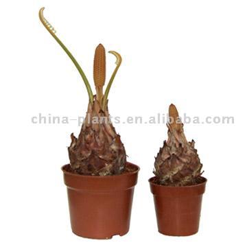  Zamia Furfuraceas (Zamia Furfuraceas)