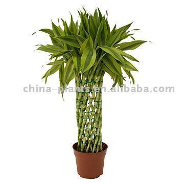  Dracaena Sanderiana (Dracaena Sanderiana)