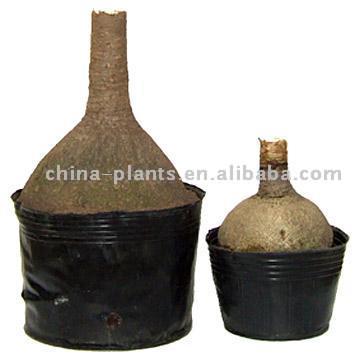  Nolina Recurvatas (Nolina Recurvatas)