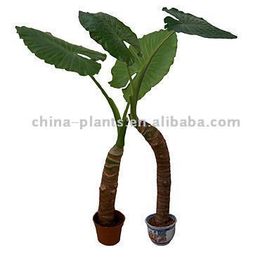  Alocasia Macrorhiza (Alocasia macrorhiza)