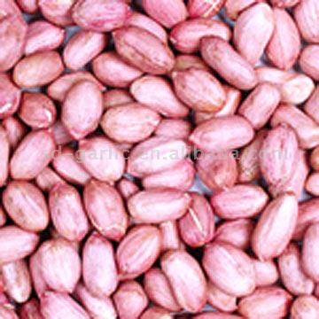  Raw Peanut Kernels (Raw arachides décortiquées)