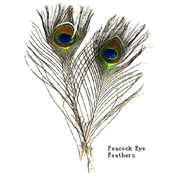  Feather ( Feather)