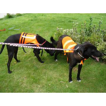  Dog Leash (Laisse pour chien)