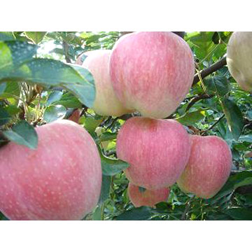  Apple (Pomme)