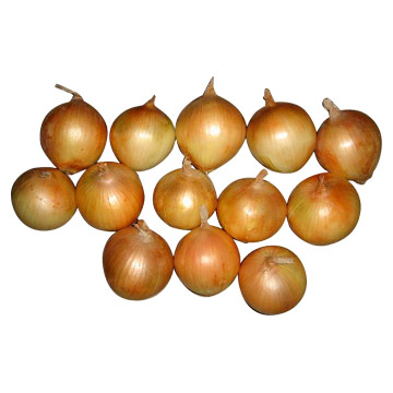  Onion (Oignon)