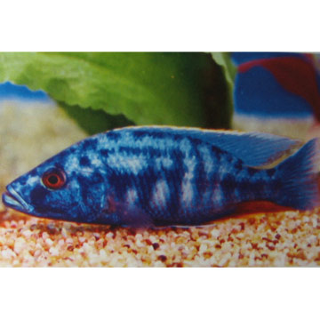  Haplochromis Ahli (Haplochromis Ahli)