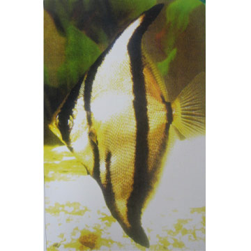  Striped Fingerfish ( Striped Fingerfish)