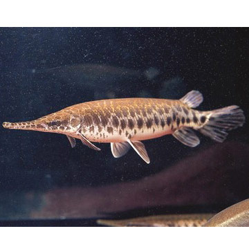  Longnose Gar ( Longnose Gar)