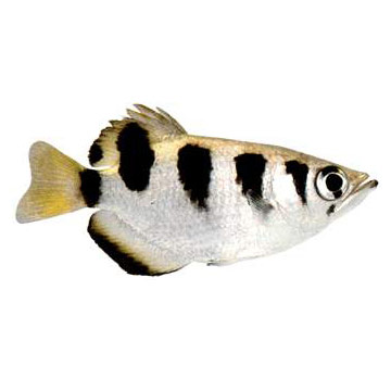  Bonded Archerfish (Таможенные Archerfish)