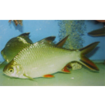  Tinfoil Barb ( Tinfoil Barb)