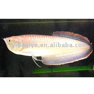  Sliver Arowana ( Sliver Arowana)