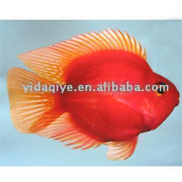  Blood Parrot Fish (Кровь попугай рыбы)