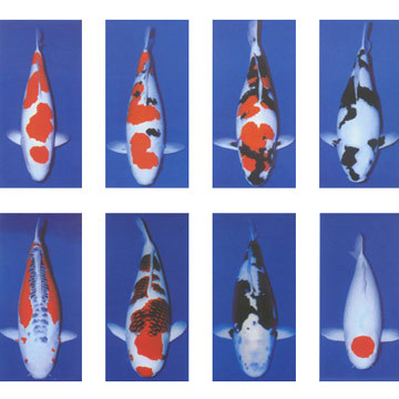  Koi ( Koi)