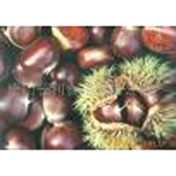  Fresh Chestnut