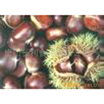  Fresh Chestnut