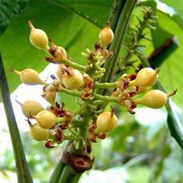  Guarana Seed P.E. (Гуарана Семенов P.E.)