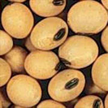  Soybean Extract (Extrait de soja)