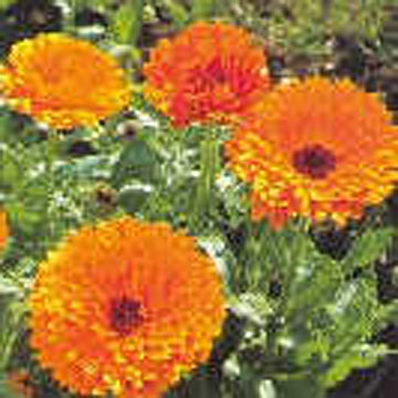  Marigold P.E. ( Marigold P.E.)