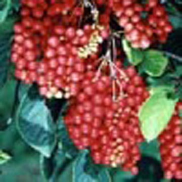  Schisandra Extract ( Schisandra Extract)