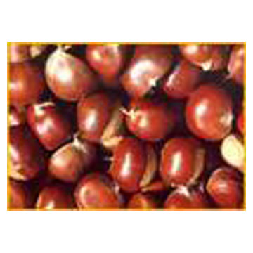  Fresh Chestnut ( Fresh Chestnut)