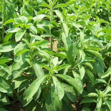 Stevia-Extrakt-Pulver, Steviosid, Rebaudiosid (Stevia-Extrakt-Pulver, Steviosid, Rebaudiosid)