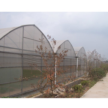  Multi-Span Plastic Greenhouse (Multi-Span plastique à effet de serre)