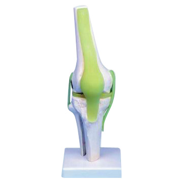  Knee Model (Modèle de genou)